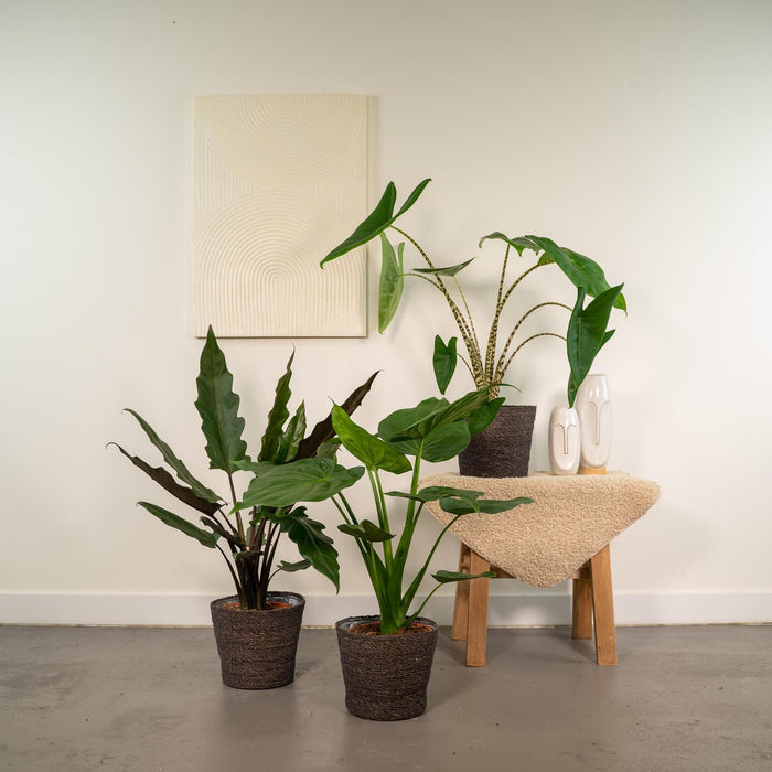 Alocasia Zebrina - ↨75cm - Ø19cm + Alocasia Cucullata - ↨60cm - Ø19cm + Alocasia Lauterbachiana - ↨75cm - Ø19cm-Stera