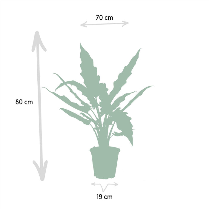 Alocasia Zebrina - ↨75cm - Ø19cm + Alocasia Cucullata - ↨60cm - Ø19cm + Alocasia Lauterbachiana - ↨75cm - Ø19cm-Stera