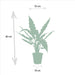 Alocasia Zebrina - ↨75cm - Ø19cm + Alocasia Cucullata - ↨60cm - Ø19cm + Alocasia Lauterbachiana - ↨75cm - Ø19cm-Stera