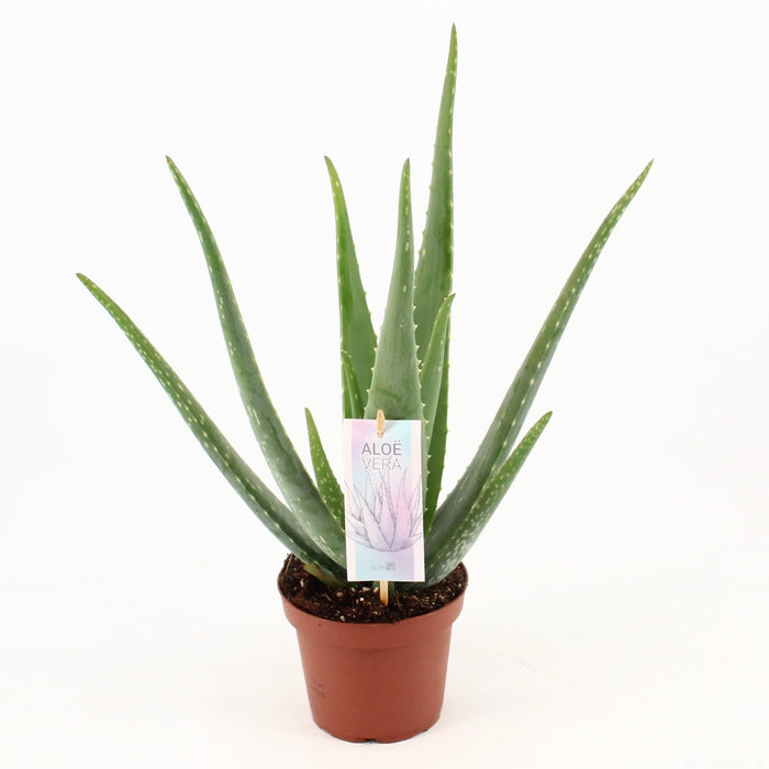 Aloe Vera P14 - Ø14cm - ↕45cm-Stera