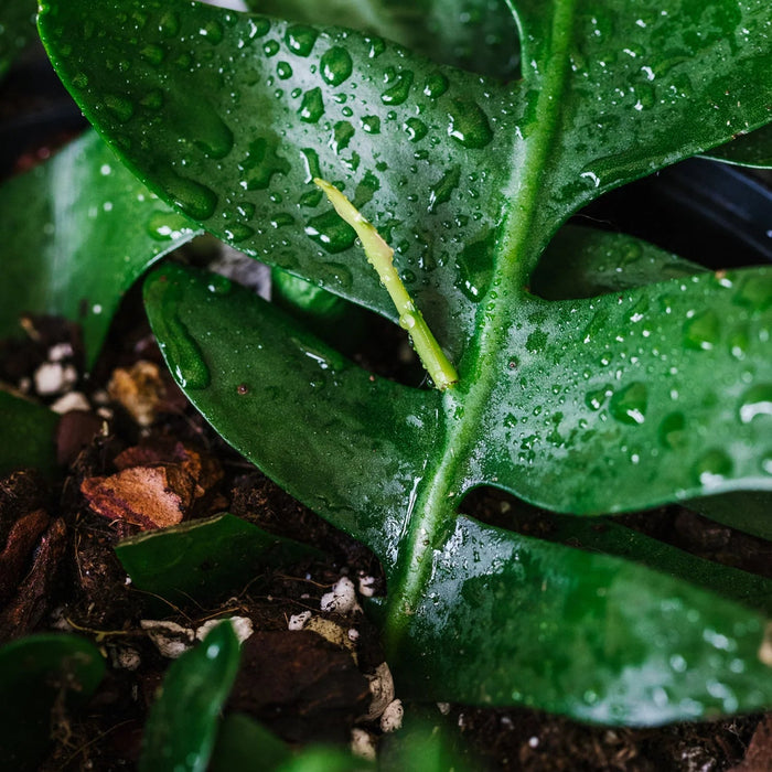 Anthurium Blend - 5 Liter - Soil Ninja-Stera