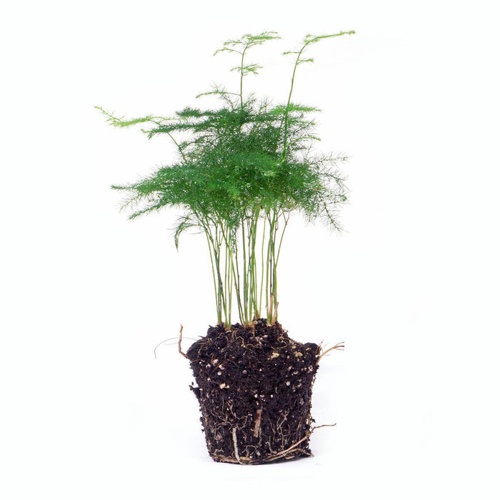 Asparagus Setaceuse Plumosus – Sierasperge - Terrarium plant - Potmaat 6-Stera