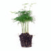 Asparagus Setaceuse Plumosus – Sierasperge - Terrarium plant - Potmaat 6-Stera