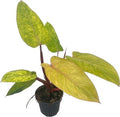 Philodendron Painted Lady