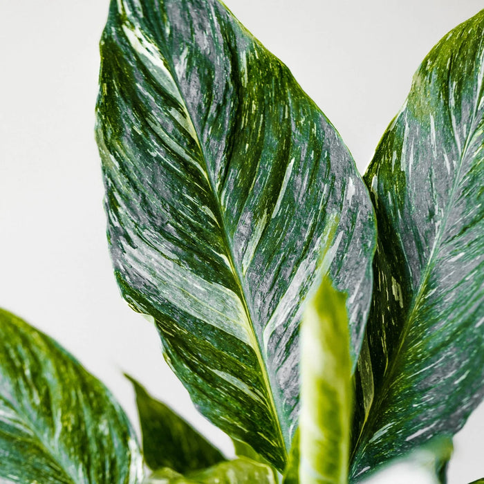 Calathea and Maranta Blend - Soil Ninja-Stera