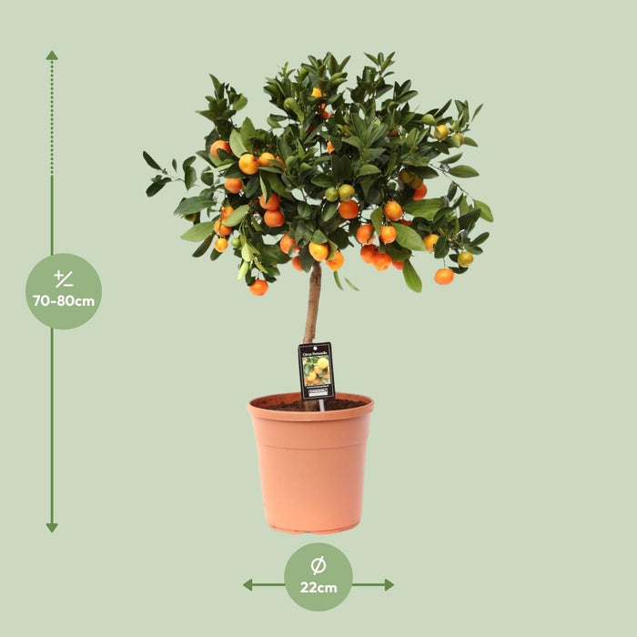 Citrus Calamondin - Ø22cm - ↕80cm-Stera