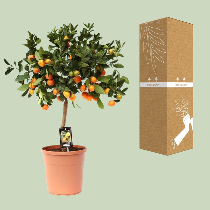 Citrus Calamondin - Ø22cm - ↕80cm-Stera