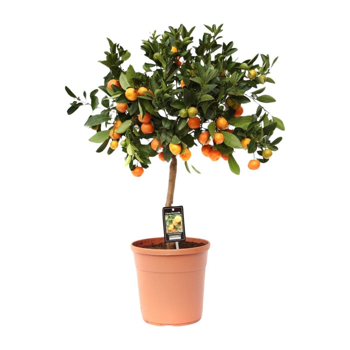 Citrus Calamondin - Ø22cm - ↕80cm-Stera