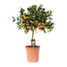 Citrus Calamondin - Ø22cm - ↕80cm-Stera