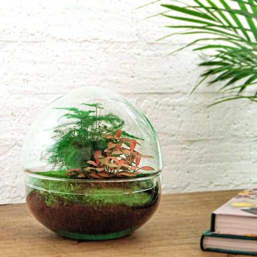 DIY terrarium - Dome Red - 20 cm-Stera