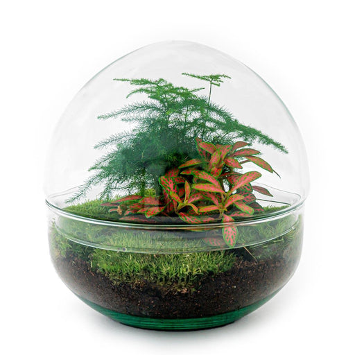 DIY terrarium - Dome Red - 20 cm-Stera