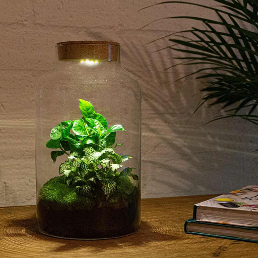 DIY terrarium - Milky Coffea met lamp - 31 cm-Stera