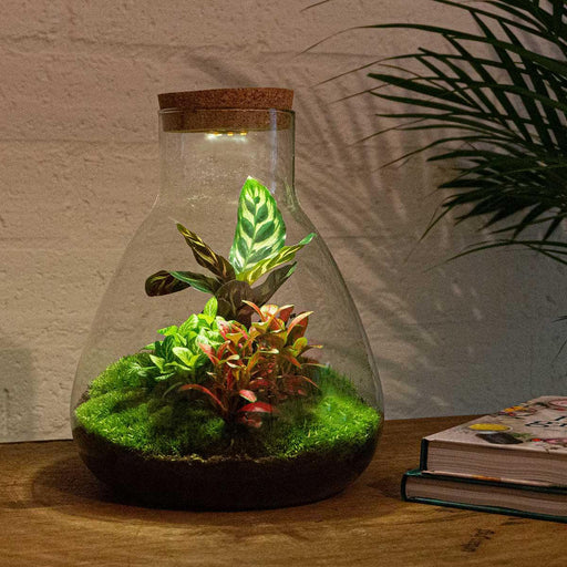 DIY terrarium - Sam Calathea met lamp - 30 cm-Stera