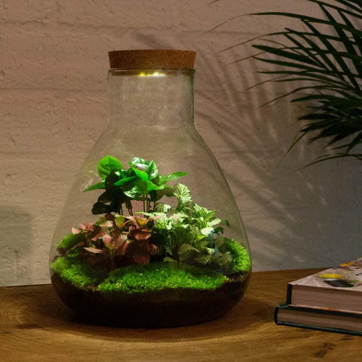 DIY terrarium - Sam Coffea met lamp - 30 cm-Stera