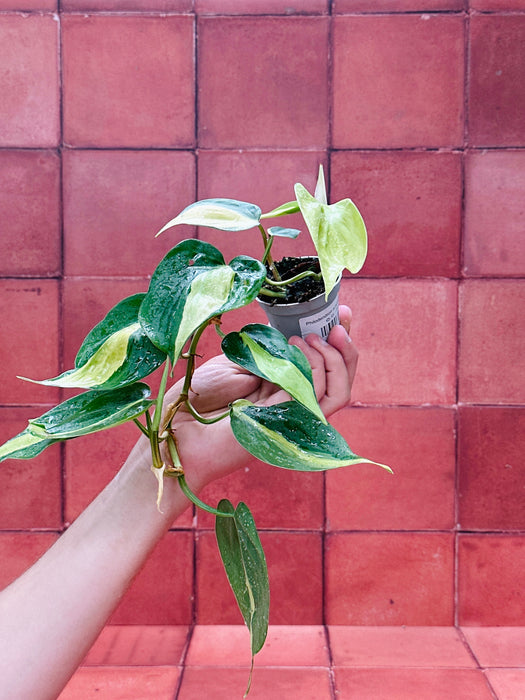 Philodendron scandens 'Brasil' - Baby