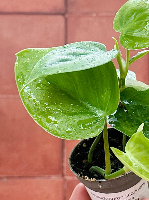 Philodendron scandens - Baby