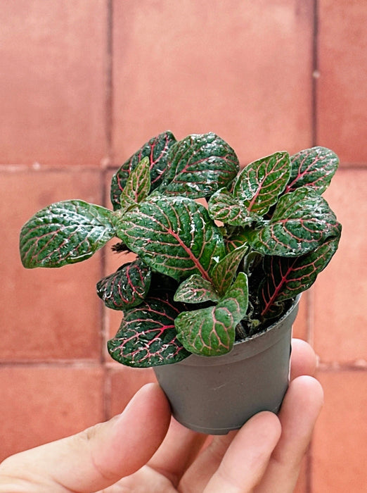 Fittonia - Baby