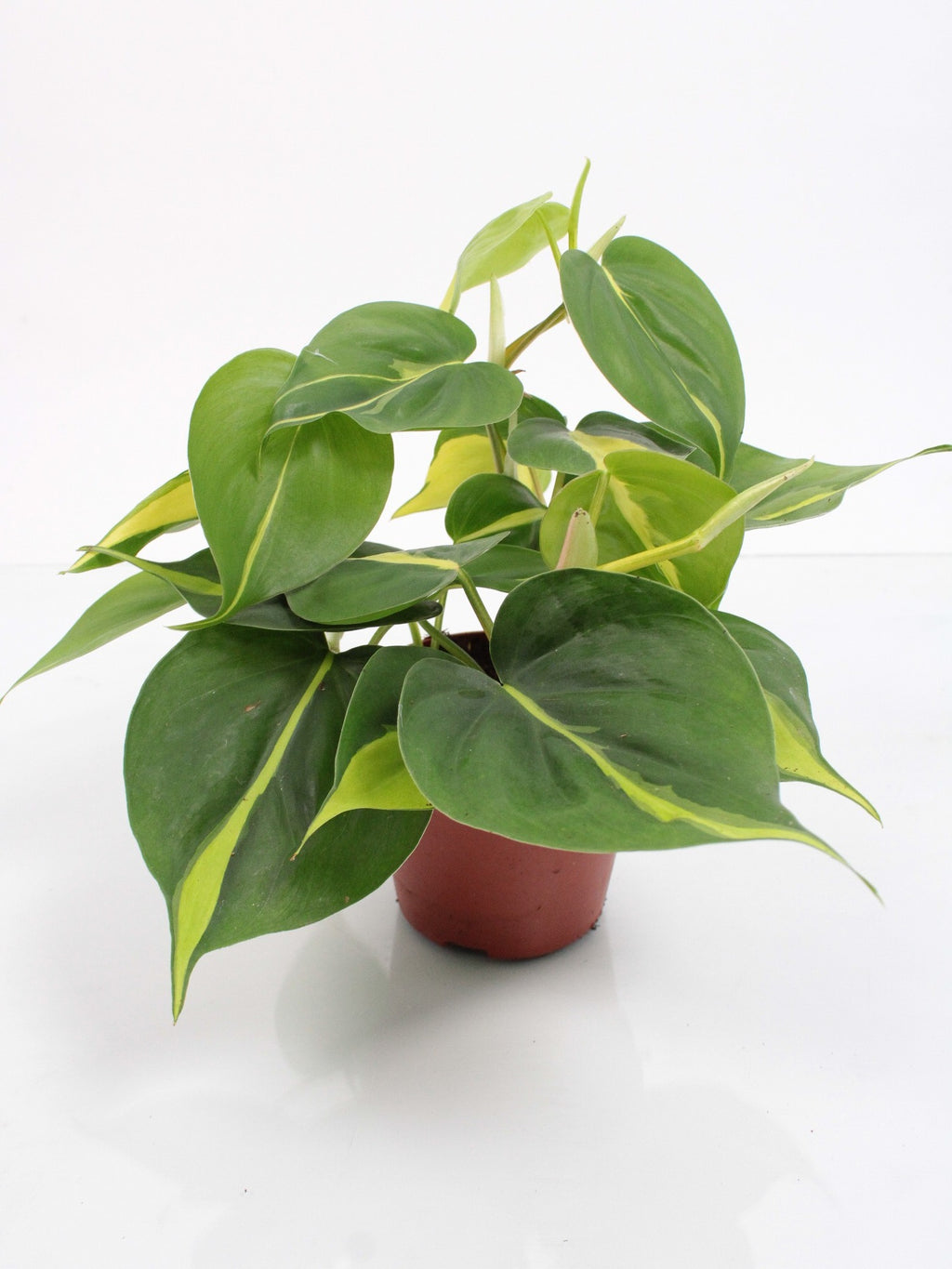 Philodendron scandens 'Brasil' in pot op witte achtergrond