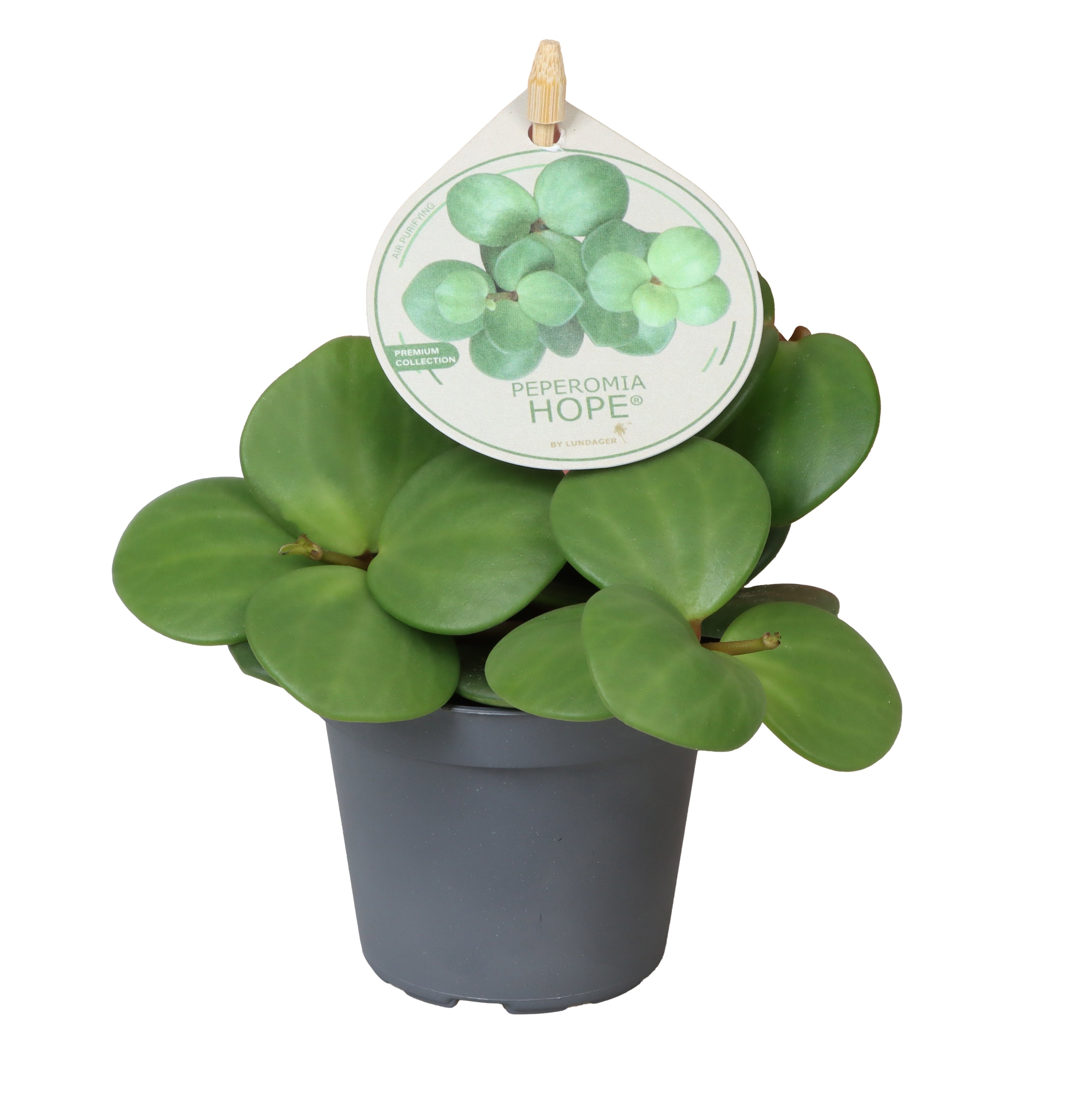 Peperomia tetraphylla 'Hope' in pot op witte achtergrond