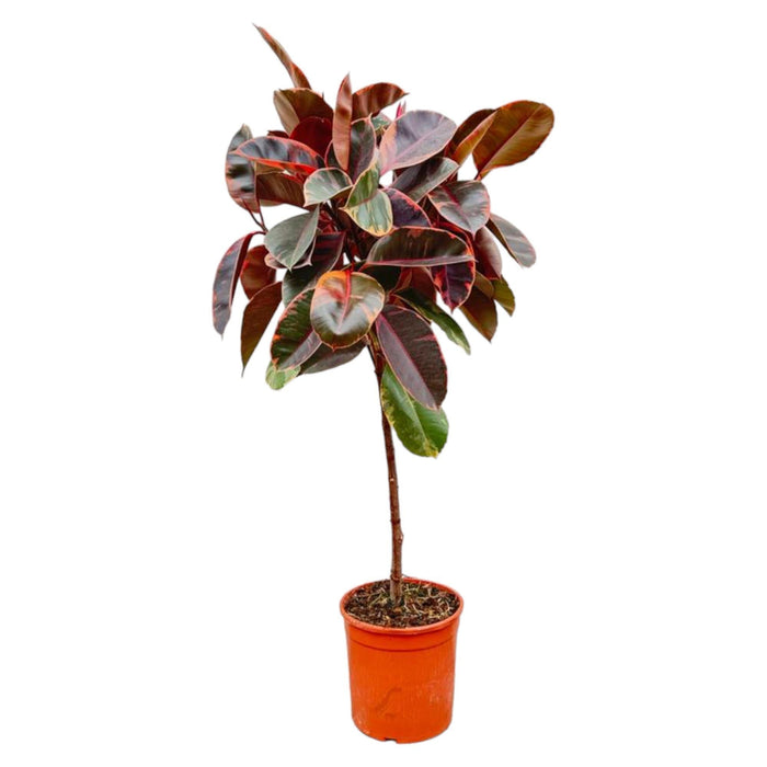 Ficus Elastica Belize op stam - 130 cm - ø24-Stera