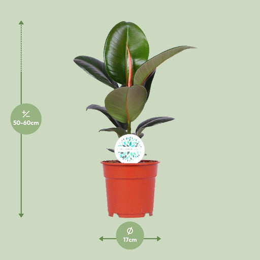 Ficus Elastica Robusta - Ø17cm - ↕55cm-Stera