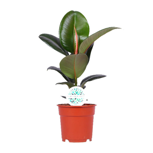 Ficus Elastica Robusta - Ø17cm - ↕55cm-Stera