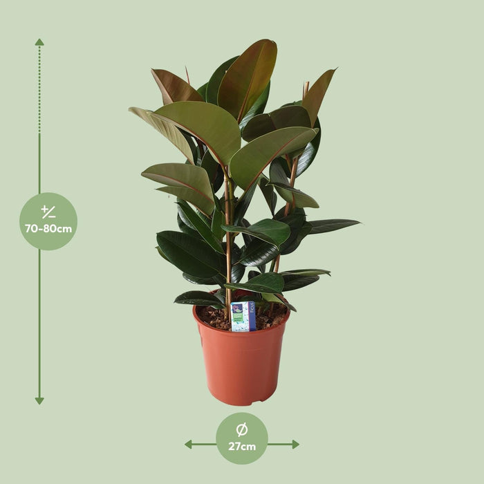 Ficus Elastica Robusta - Ø27cm - ↕80cm-Stera