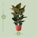 Ficus Elastica Robusta - Ø27cm - ↕80cm-Stera