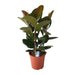 Ficus Elastica Robusta - Ø27cm - ↕80cm-Stera