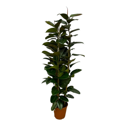 Ficus Elastica Robusta struik - 170 cm - Ø27cm-Stera