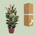 Ficus Elastica Tineke - Ø27cm - ↕85cm-Stera