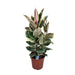 Ficus Elastica Tineke - Ø27cm - ↕85cm-Stera