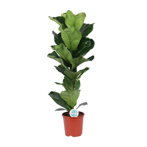 Ficus Lyrata - Ø21cm - ↕90cm-Stera