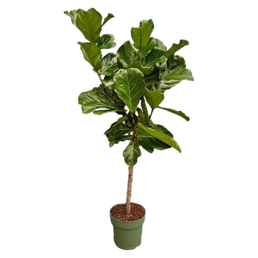 Ficus Lyrata stam - 160 cm - Ø27-Stera