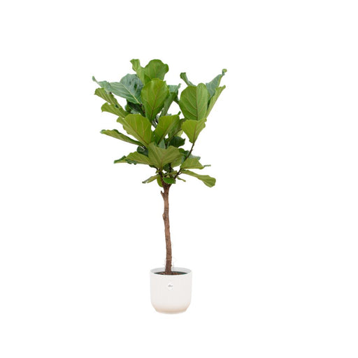 Ficus Lyrata stam inclusief elho Vibes Fold Round wit - 160 cm - Ø30-Stera