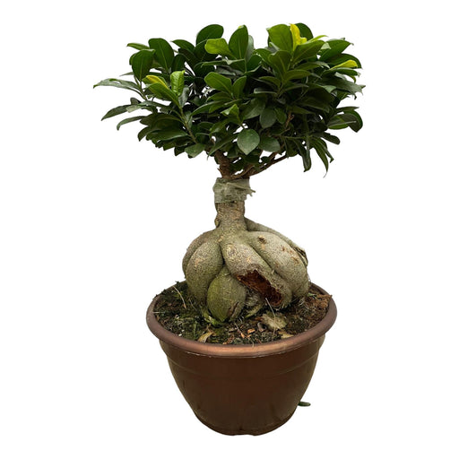 Ficus Microcarpa Ginseng - 50 cm - Ø25cm-Stera