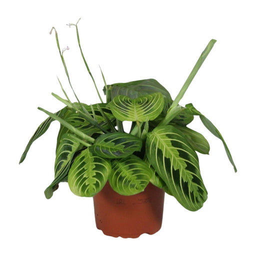 Maranta Leuconeura Fascinator Lemon Lime - Ø12cm - ↕30cm-Stera