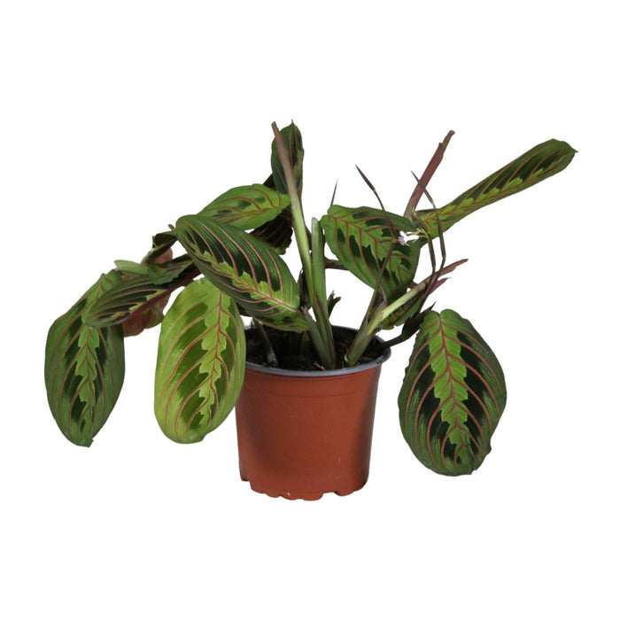 Maranta Leuconeura Fascinator - Ø12cm - ↕30cm-Stera