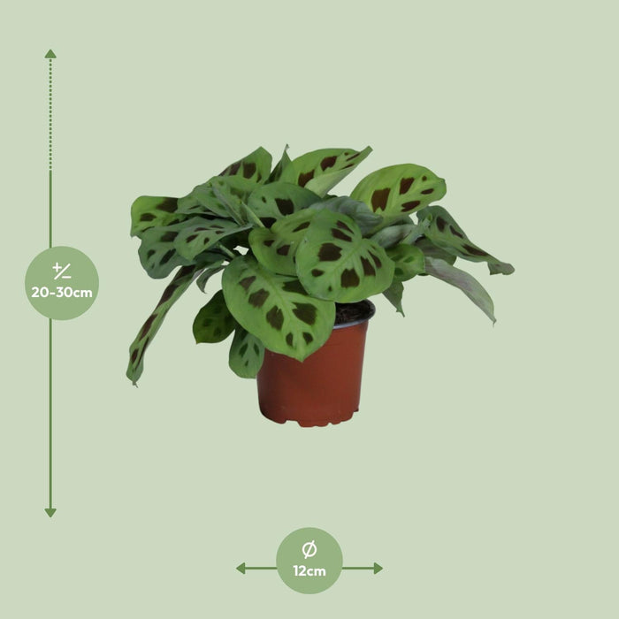 Maranta Leuconeura Kerchoveana - Ø12cm - ↕30cm-Stera