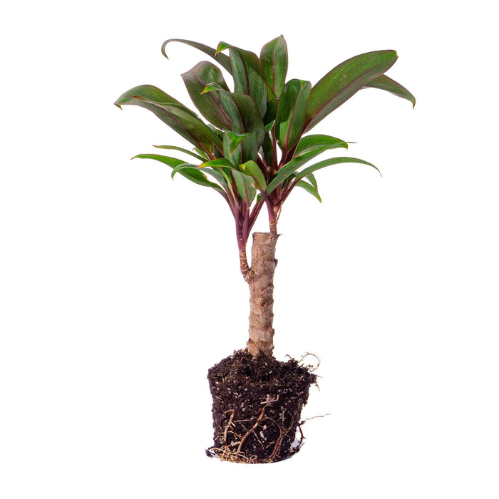 Mini-palm - Cordyline fruticosa 'Purple Compacta' - Terrarium plant - Potmaat 6-Stera