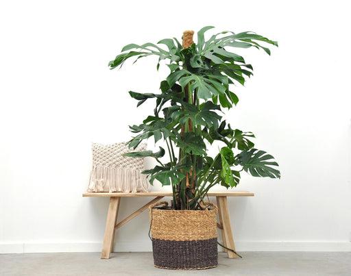 Monstera Deliciosa XXL - 150cm - ⌀27-Stera