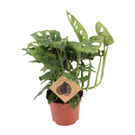 Monstera Monkey - Ø12cm - ↕30cm-Stera