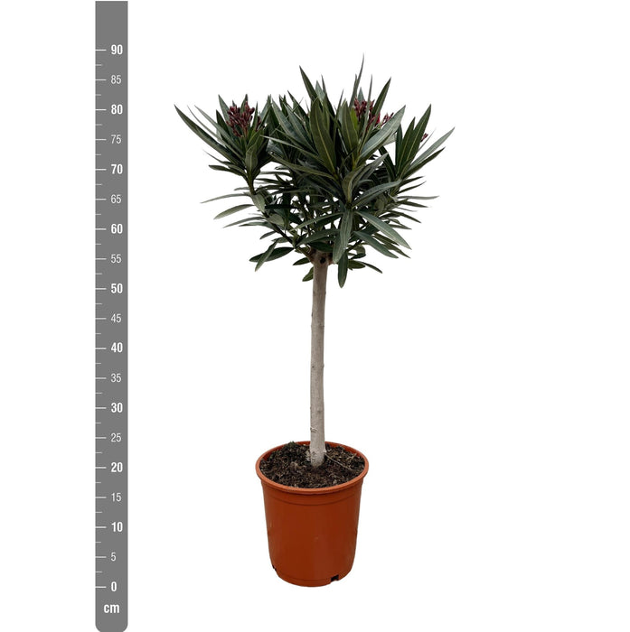 Nerium Oleander op stam met rode bloem - 90cm - Ø30-Stera