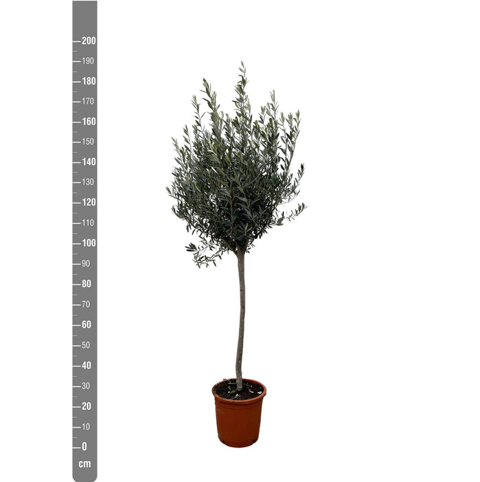 Olea Europaea op stam - 160cm- Ø24-Stera