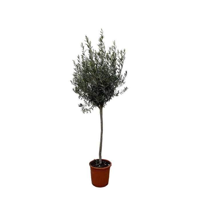 Olea Europaea op stam - 160cm- Ø24-Stera