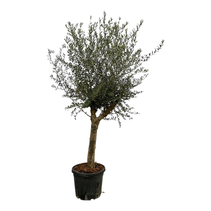 Olea Lorc - 220 cm - Ø45cm-Stera