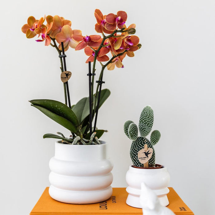 Oranje Phalaenopsis orchidee + Bubble pot white-Stera