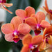 Oranje Phalaenopsis orchidee + Bubble pot white-Stera