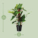 Philodendron Red Emerald - Ø19 ↕80-Stera