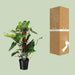 Philodendron Red Emerald - Ø19 ↕80-Stera